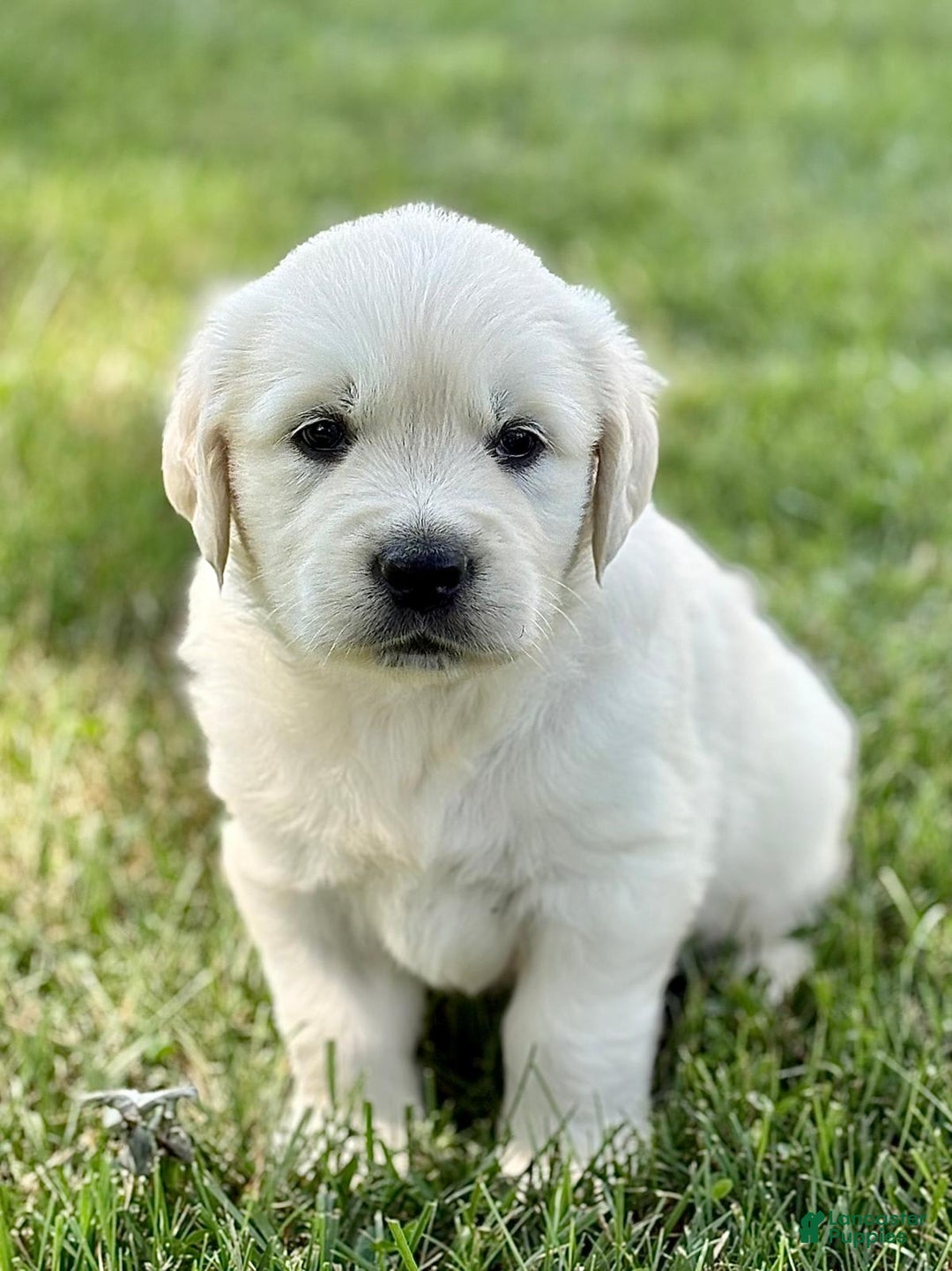 Golden Retriever dogs for sale: Harper - Image 2