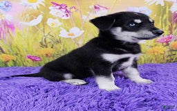 Goberian dogs for sale: Greta - Image 4