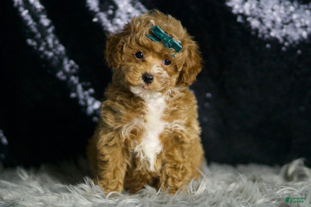 Maltipoo dogs for sale: Dominic - Image 3