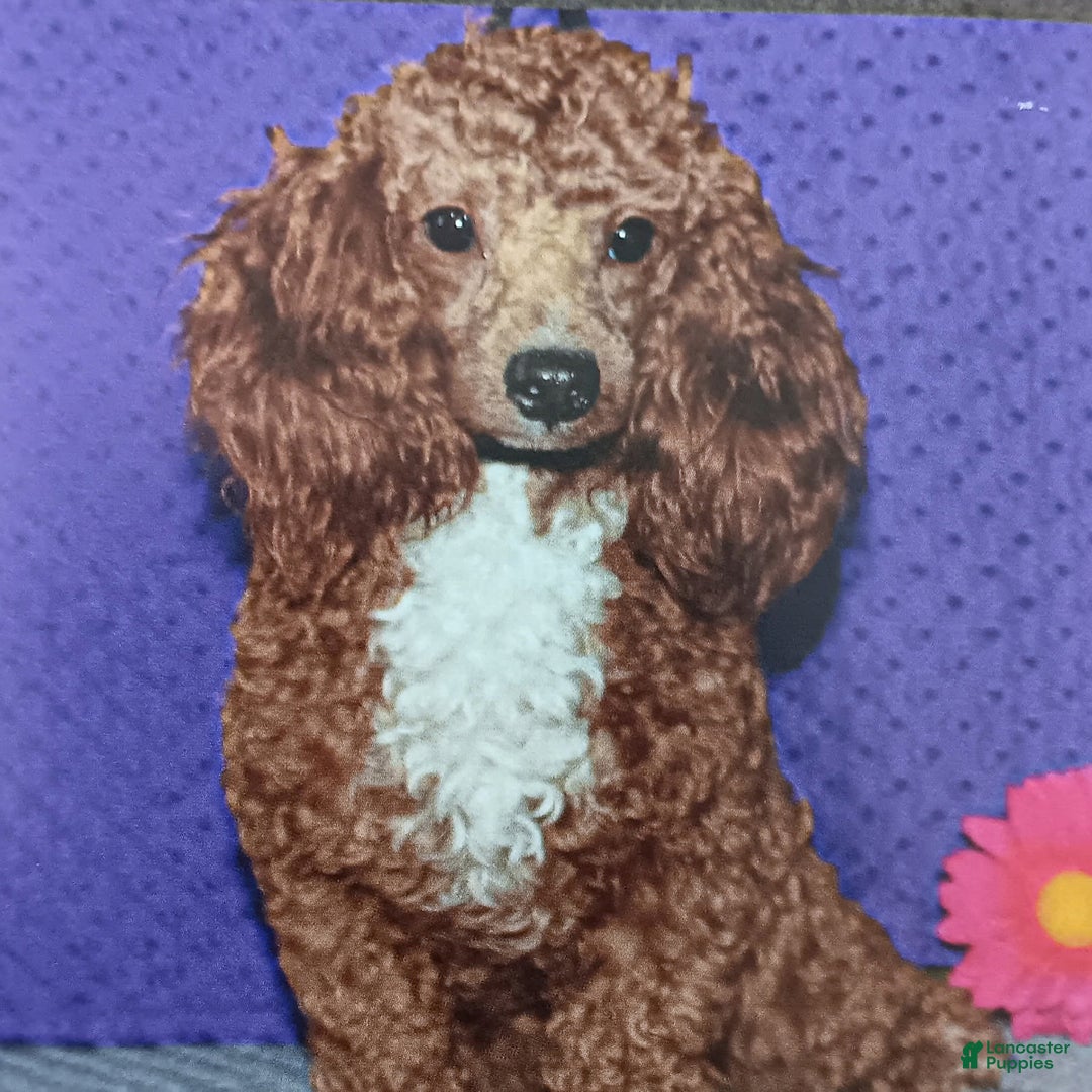 Cavapoo dogs for sale: Lilly - Image 5