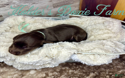 Miniature Dachshund dogs for sale: Barney - Image 9
