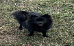 Pomeranian dogs for sale: Ozzy - Image 1