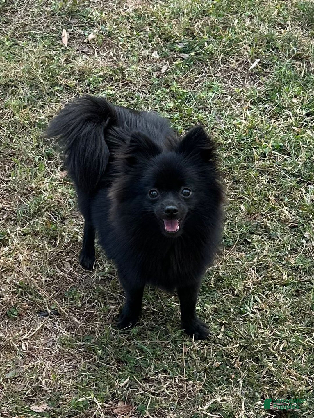 Pomeranian dogs for sale: Ozzy - Image 1