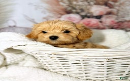 Maltipoo dogs for sale: Dark Pink Collar - Image 11