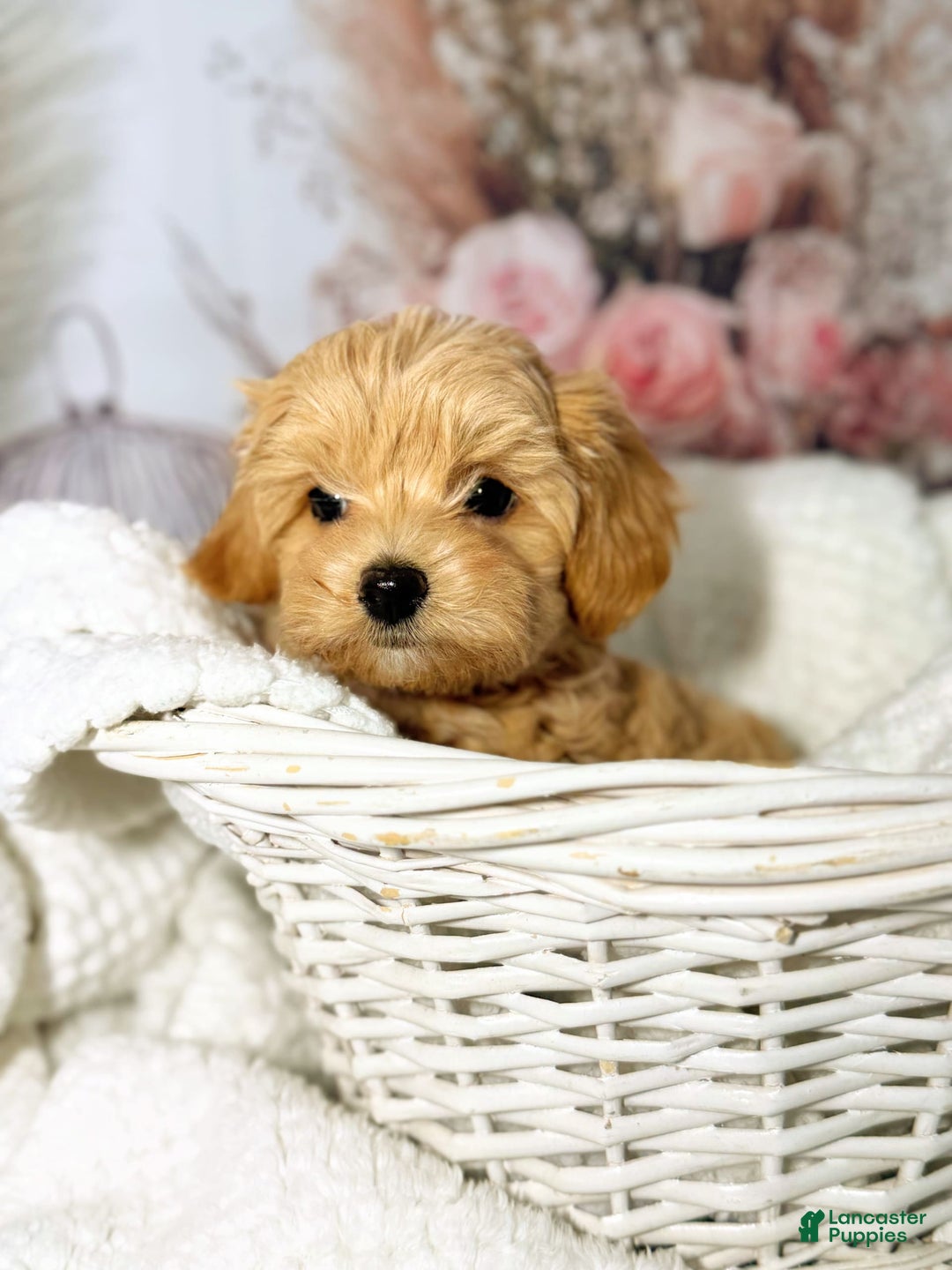 Maltipoo dogs for sale: Dark Pink Collar - Image 11