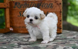 Shih Tzu dogs for sale: Rover - Image 2