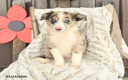 Border Collie dogs for sale: Nala - Image 3