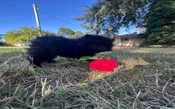 Pomeranian dogs for sale: Hudson - Image 3