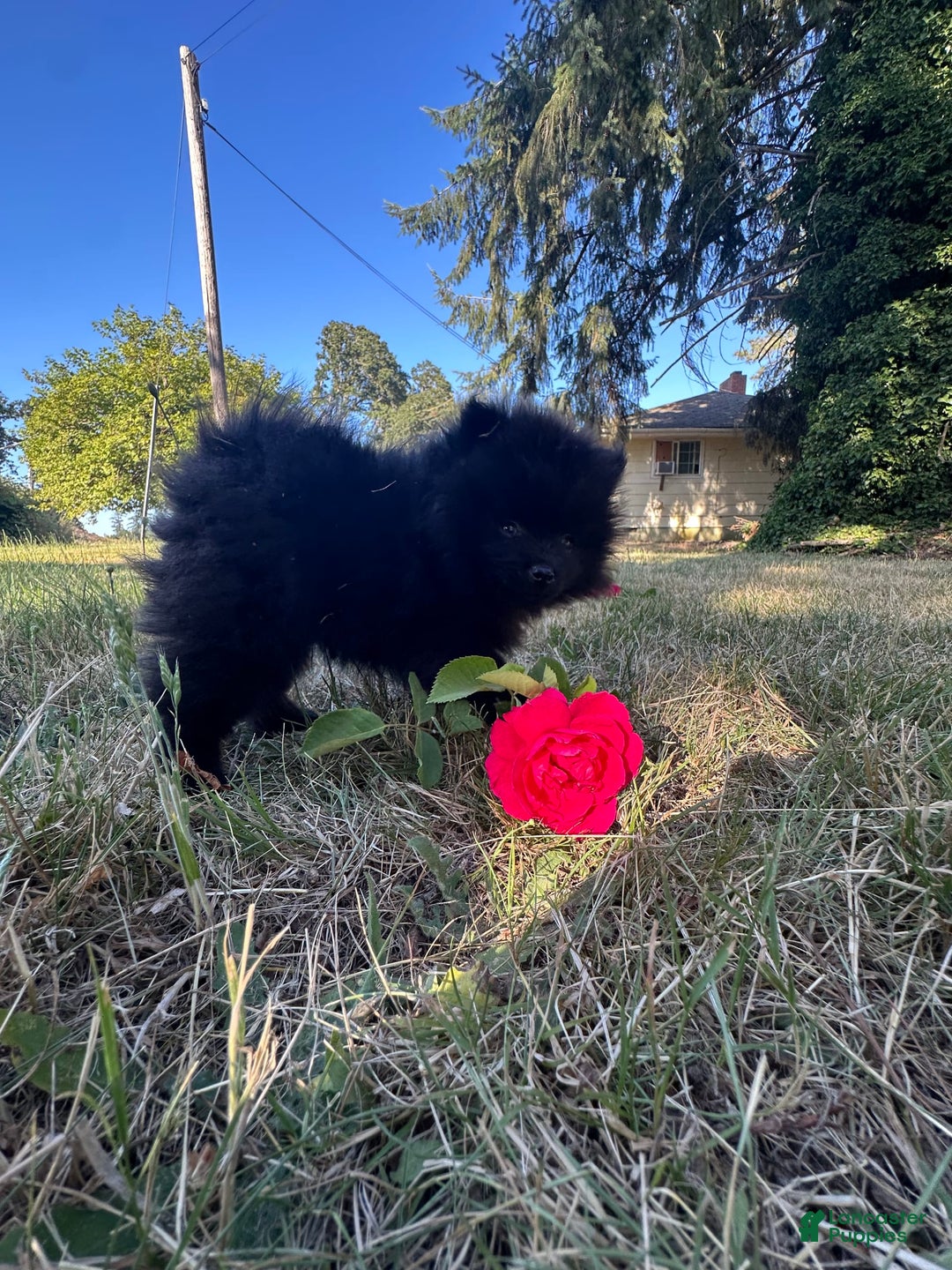 Pomeranian dogs for sale: Hudson - Image 3