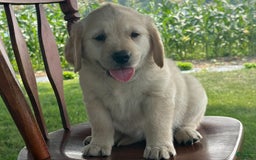Golden Retriever dogs for sale: Friendly Fern - Image 9