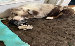 Australian Shepherd dogs for sale: Cash - Image 8