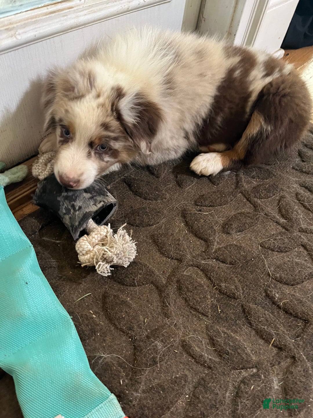 Australian Shepherd dogs for sale: Cash - Image 8