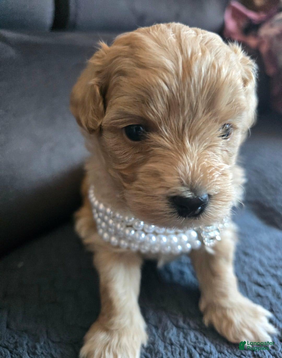 Maltipoo dogs for sale: Nexxy - Image 6