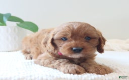 Cavapoo dogs for sale: Flora - Image 5