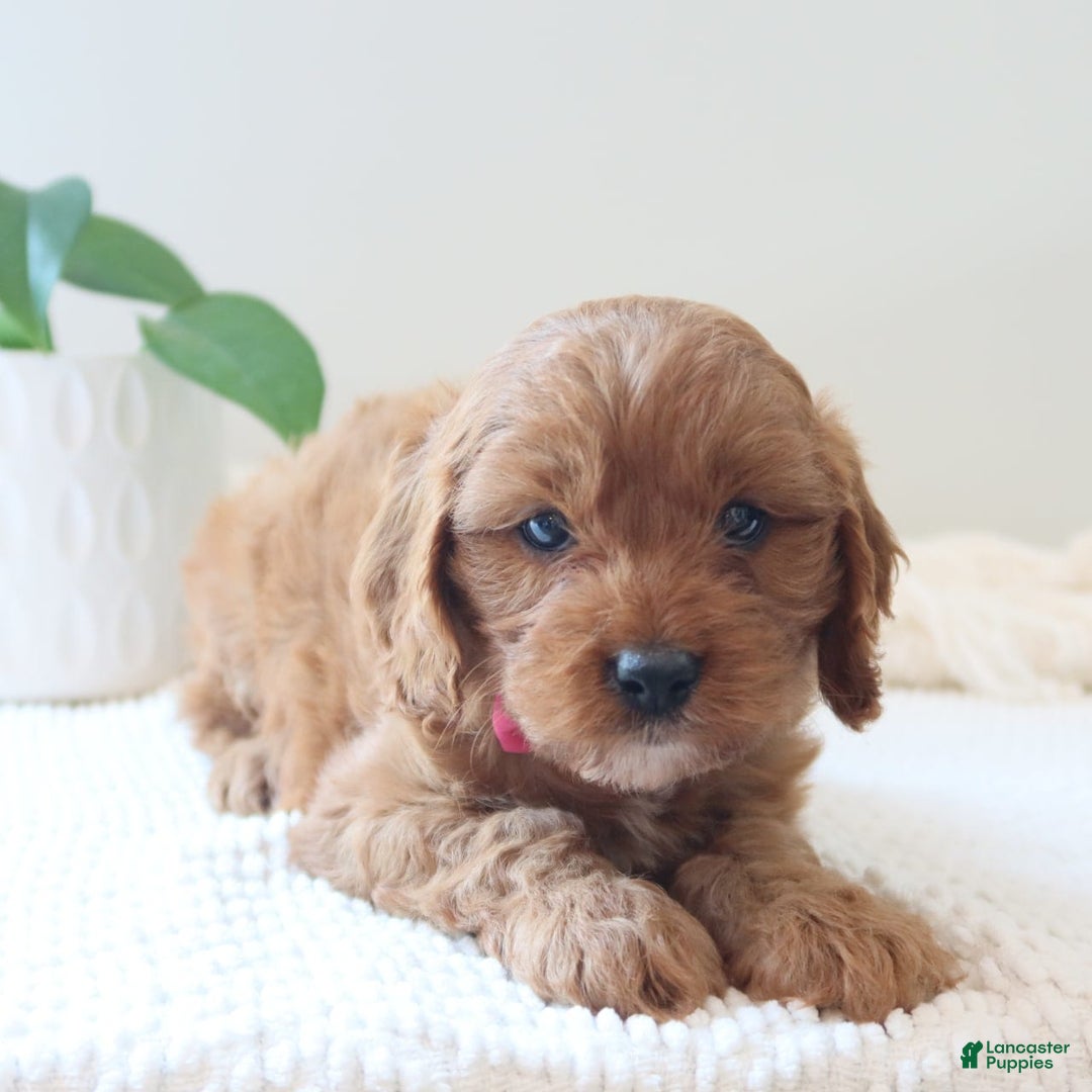 Cavapoo dogs for sale: Flora - Image 5