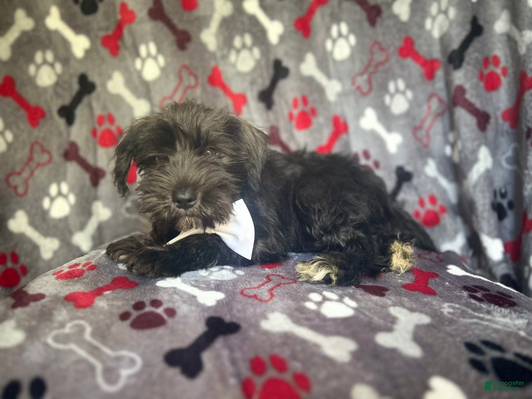 Miniature Schnauzer dogs for sale: Rover - Image 5