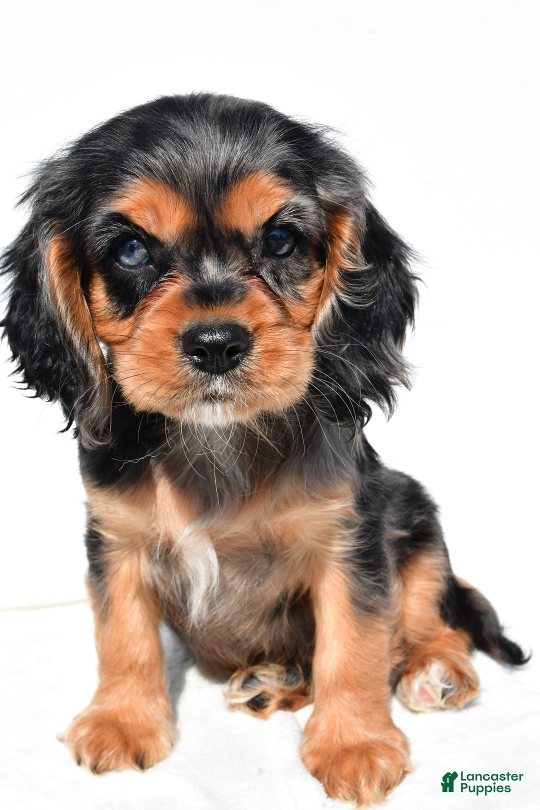 Cockalier dogs for sale: Vada - Image 3