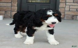 Bernedoodle dogs for sale: Willow - Image 3