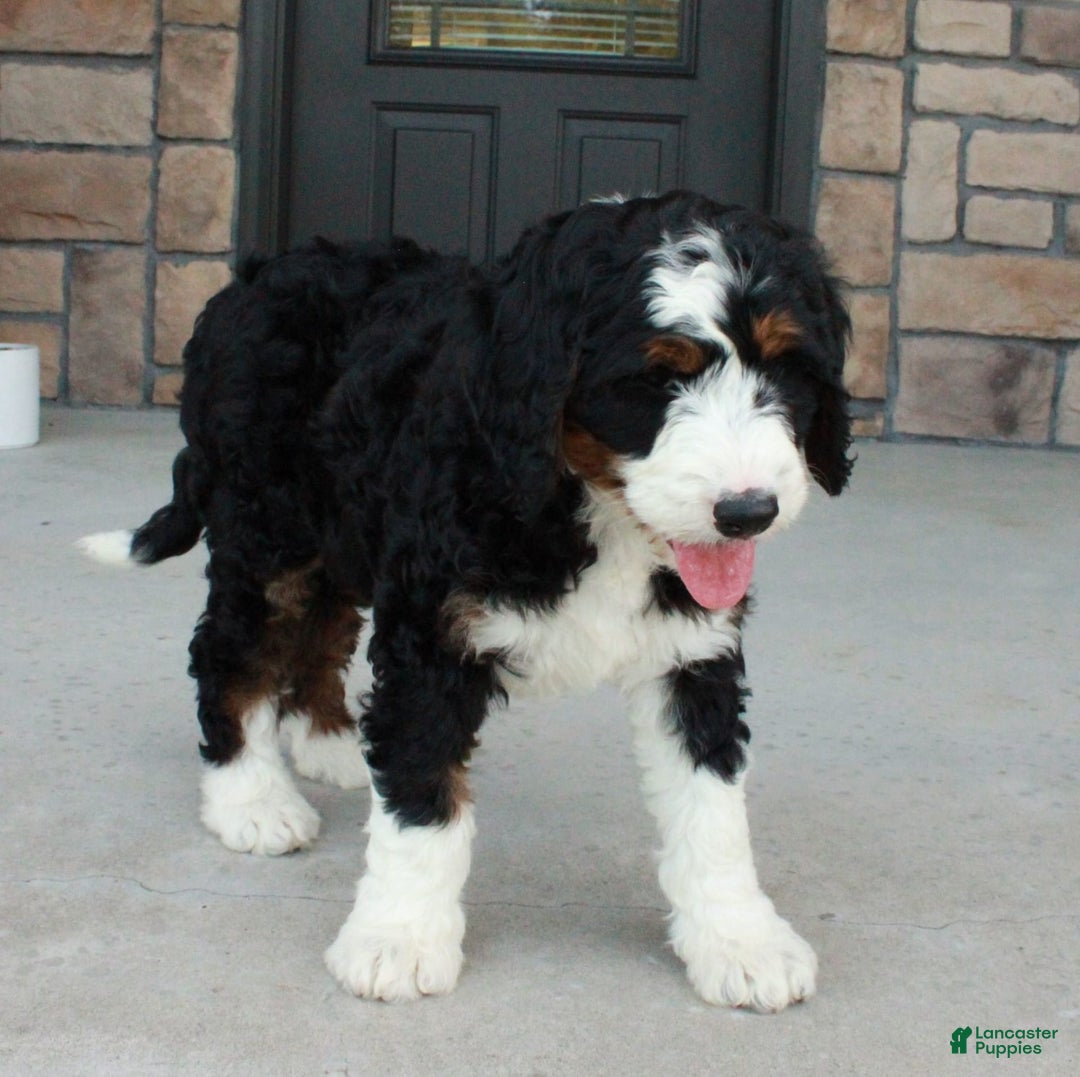 Bernedoodle dogs for sale: Willow - Image 3