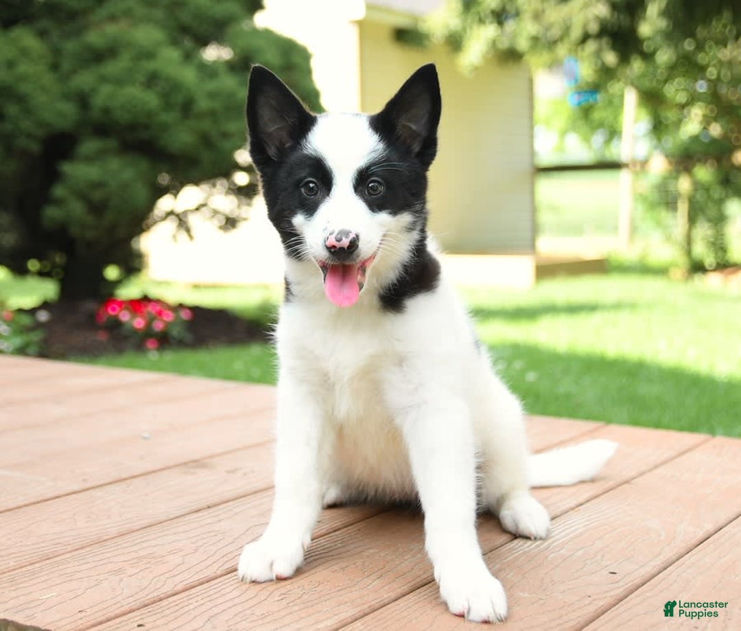 Border Collie dogs for sale: Poppy - Image 12