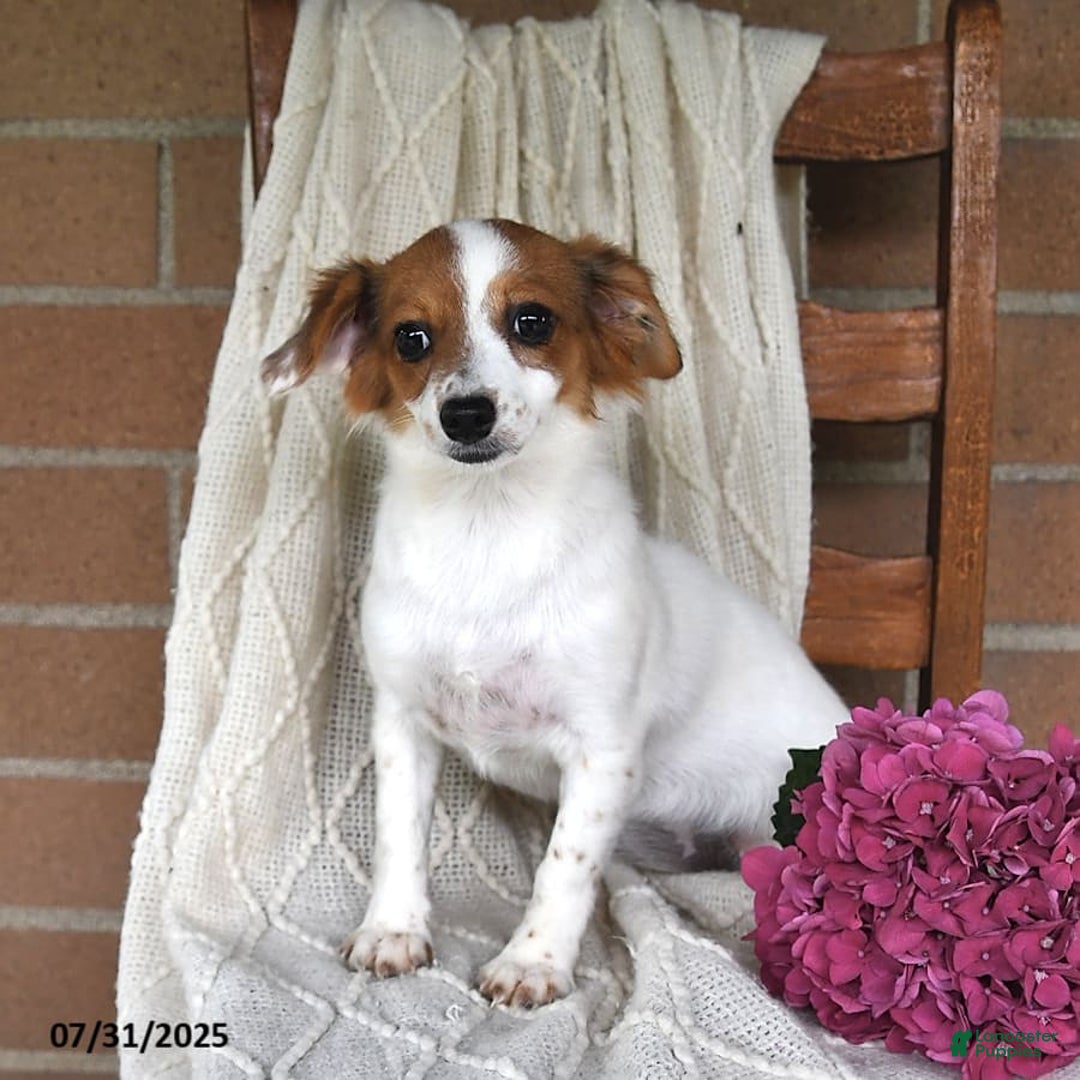 Havanese dogs for sale: Bessy - Image 17