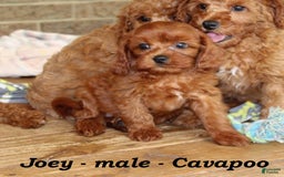 Cavapoo dogs for sale: Joey - Image 2