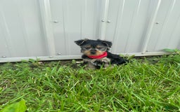 Morkie dogs for sale: Hudson James - Image 4