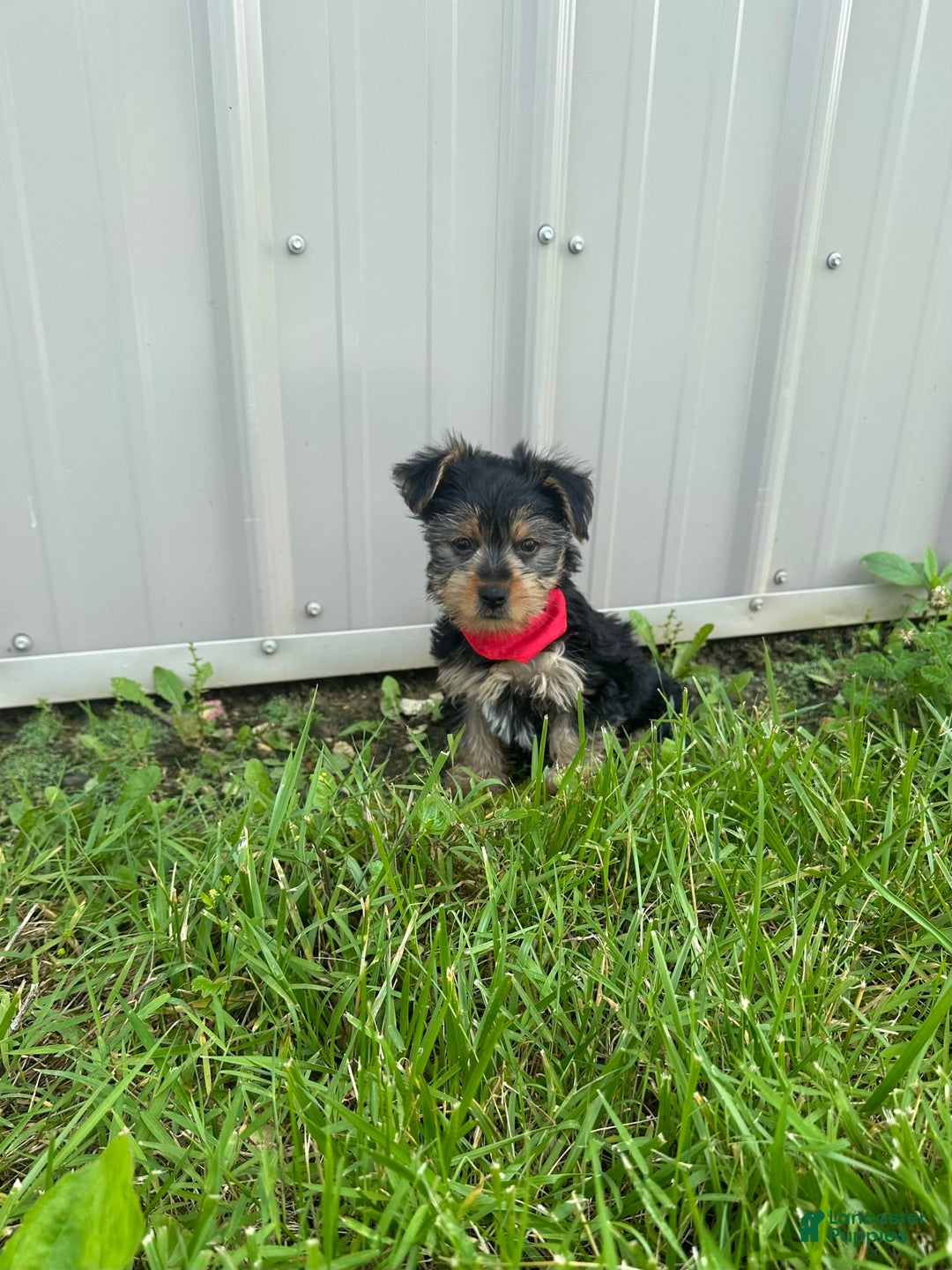 Morkie dogs for sale: Hudson James - Image 4