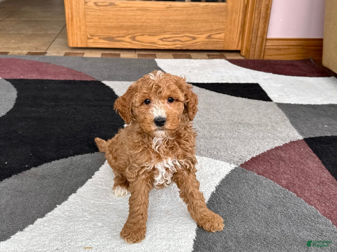 Cockapoo dogs for sale: Tim - Image 4