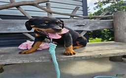 Rottweiler dogs for sale: Sasha - Image 2