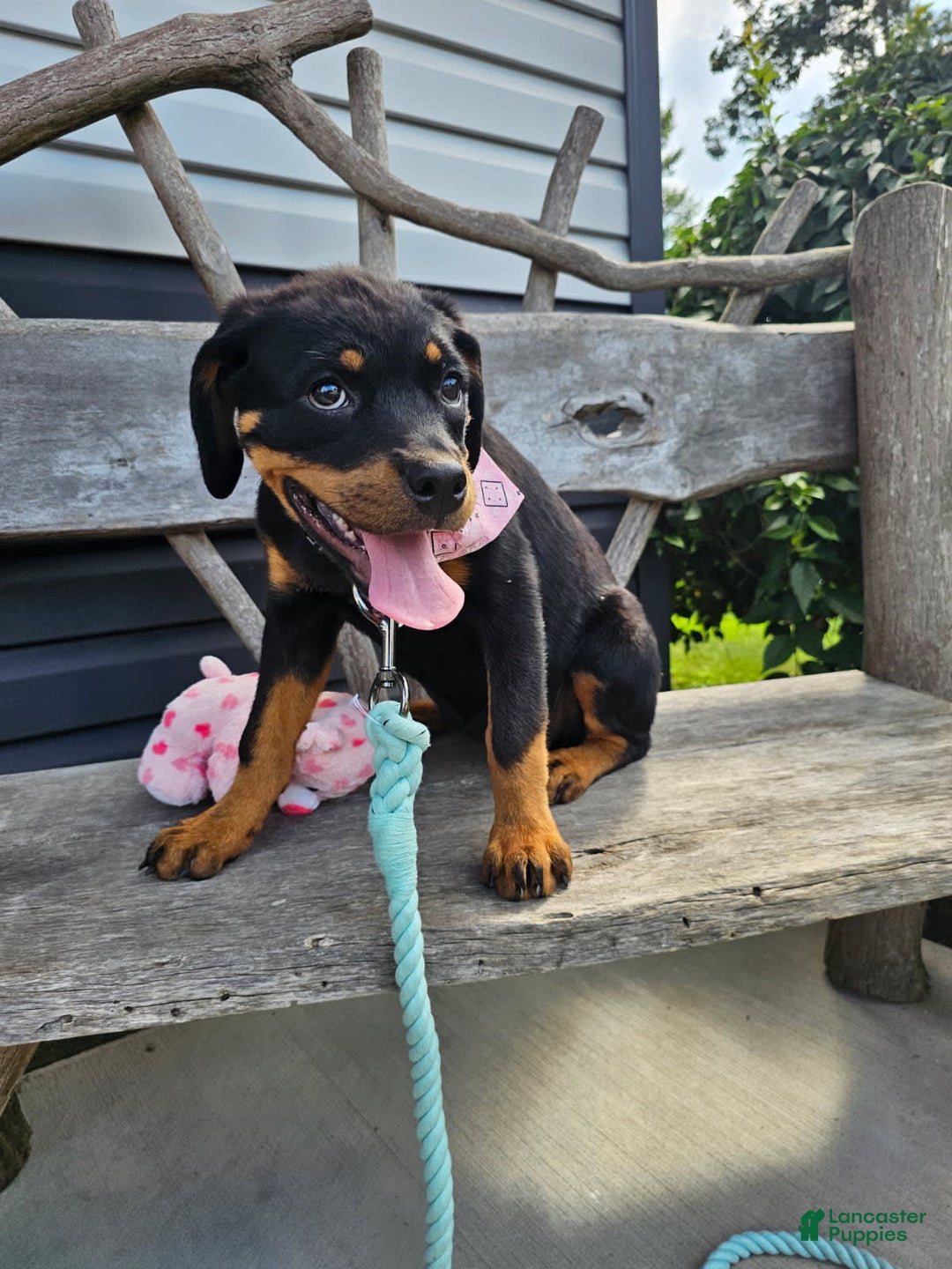 Rottweiler dogs for sale: Sasha - Image 2