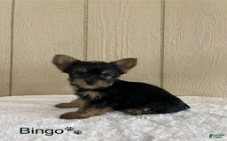 Yorkshire Terrier dogs for sale: Bingo - Image 3