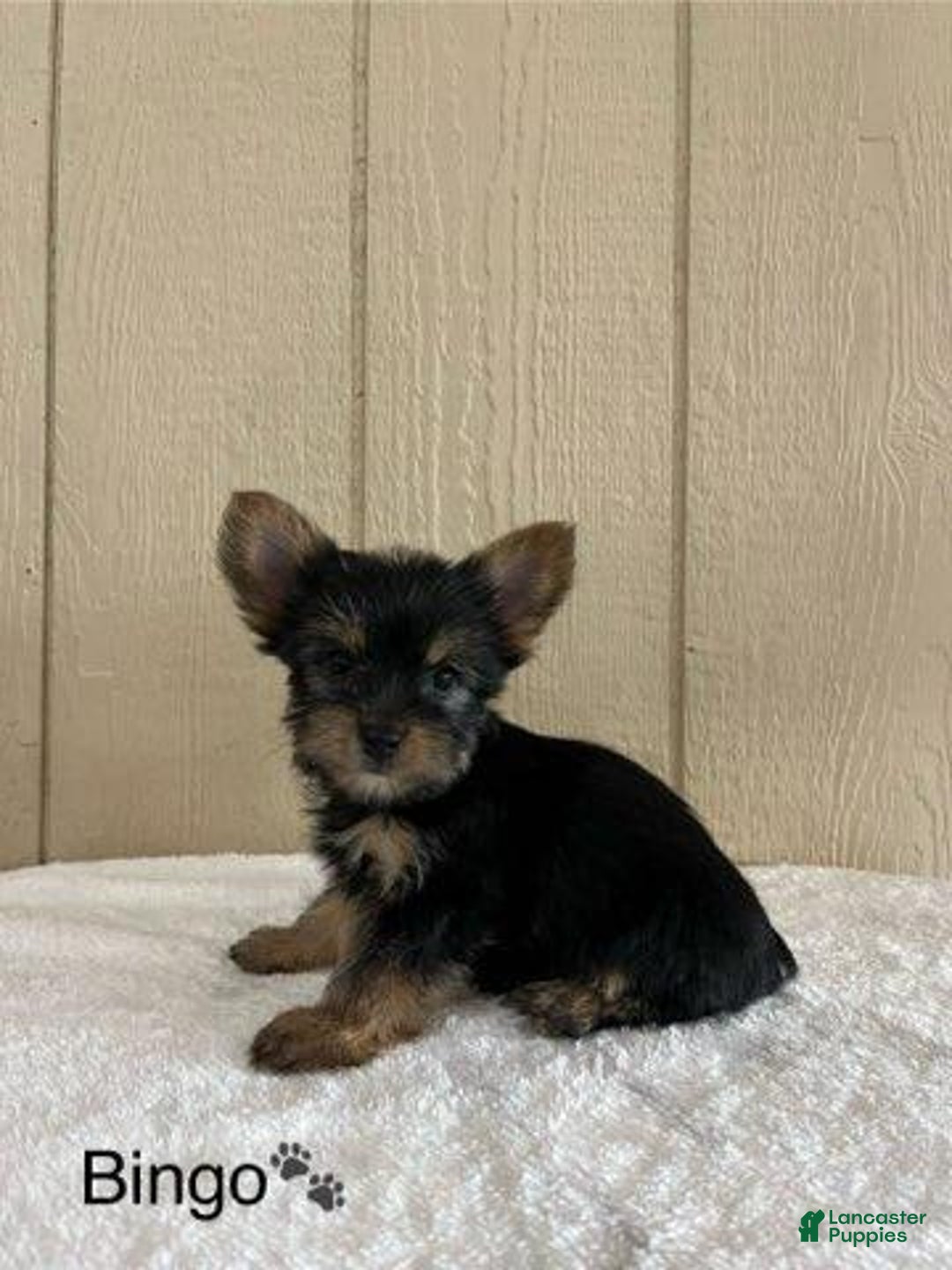 Yorkshire Terrier dogs for sale: Bingo - Image 3