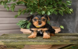 Yorkshire Terrier dogs for sale: Honey - Image 2