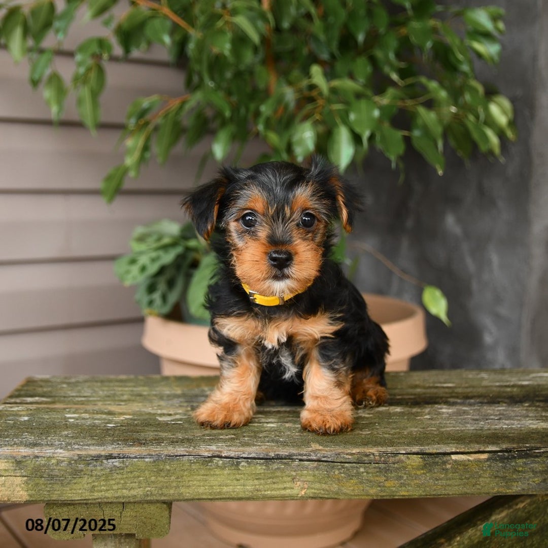 Yorkshire Terrier dogs for sale: Honey - Image 2