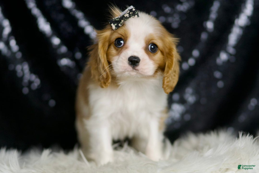 Cavalier King Charles Spaniel dogs for sale: Raya - Image 6