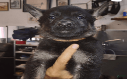German Shepherd dogs for sale: Orange Girl - Image 1