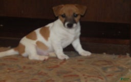 Jack Russell Terrier dogs for sale: Franklin - Image 8