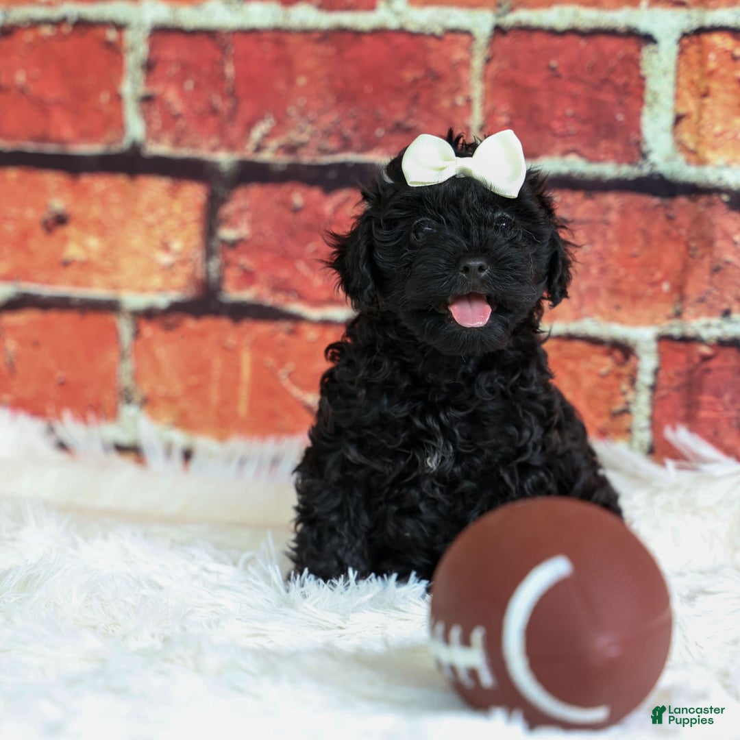 Yorkiepoo dogs for sale: Rex - Image 10