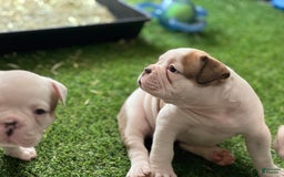 Olde English Bulldogge dogs for sale: Lil Man - Image 1