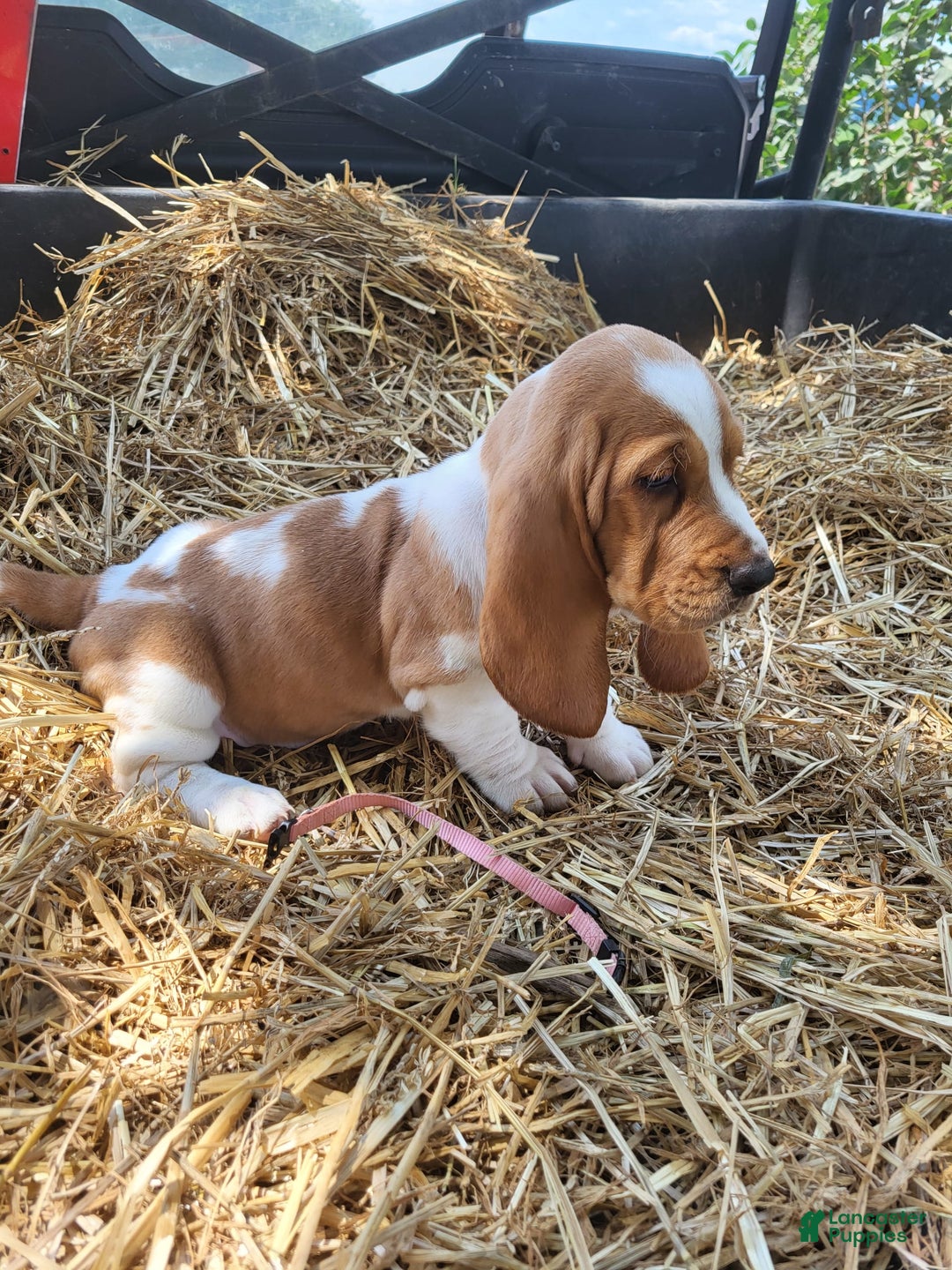 Basset Hound dogs for sale: Mable - Image 2
