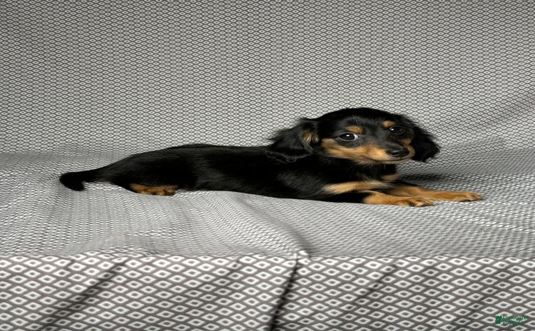 Miniature Dachshund dogs for sale - Ad 5