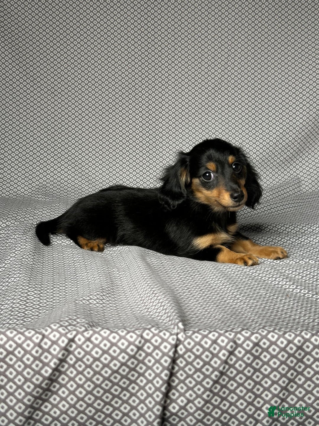 Miniature Dachshund dogs for sale: Skye - Image 1