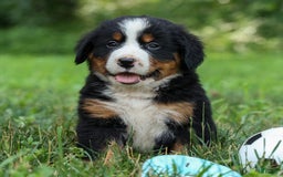 Bernese Mountain Dog dogs for sale: Samson - Image 7
