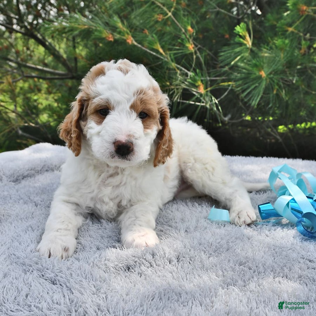 Mini Goldendoodle dogs for sale: Dallas - Image 7