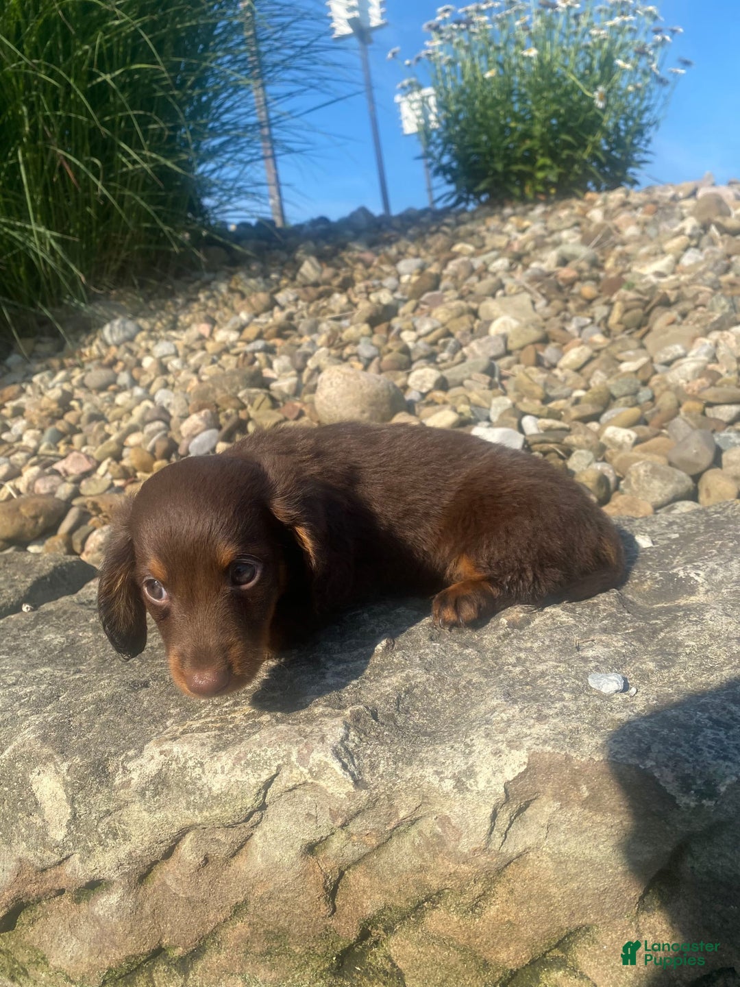 Miniature Dachshund dogs for sale: Beans - Image 11