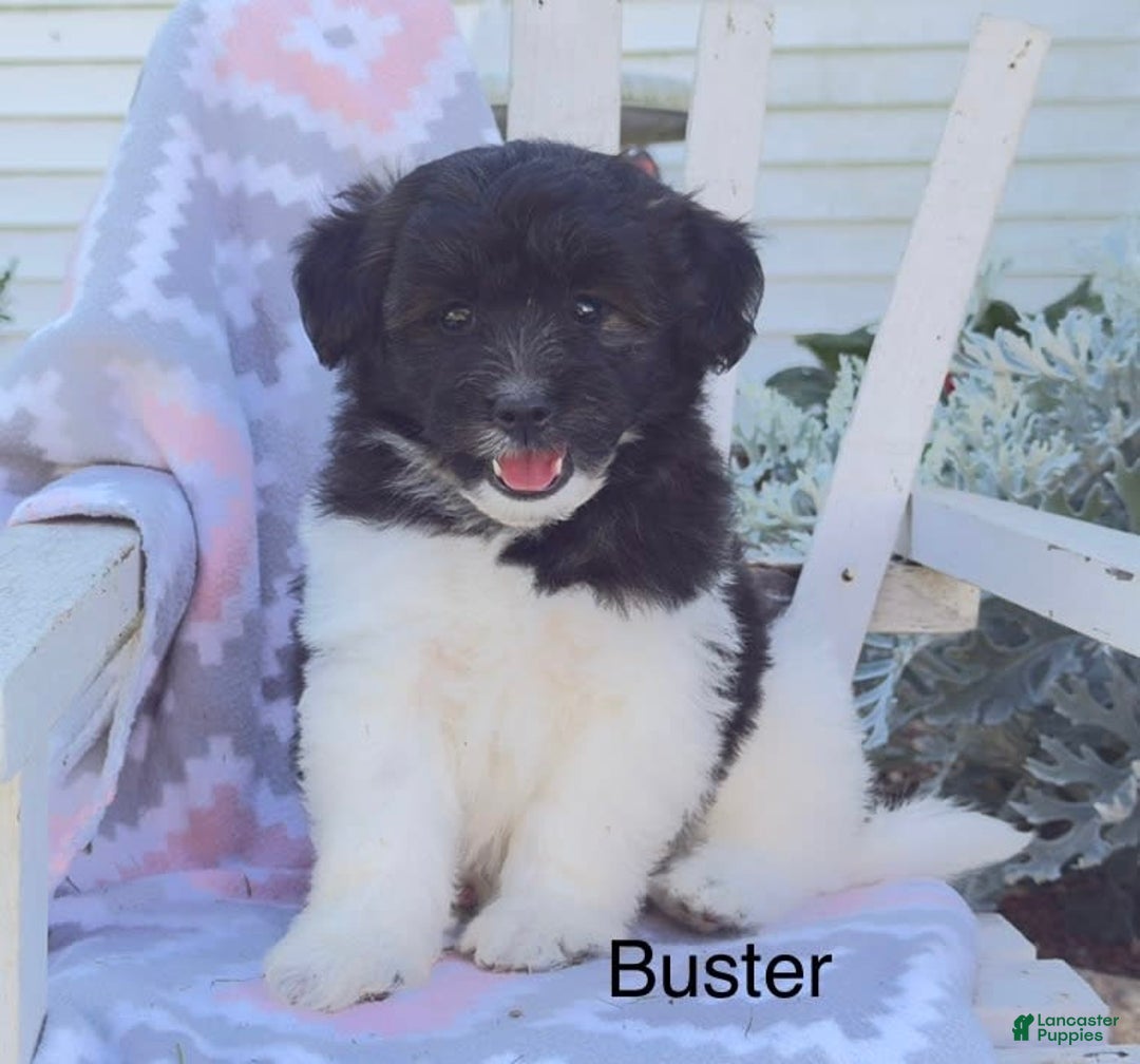 Miniature Poodle dogs for sale: Buster - Image 3