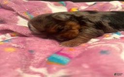 Yorkshire Terrier dogs for sale: Patty - Image 3