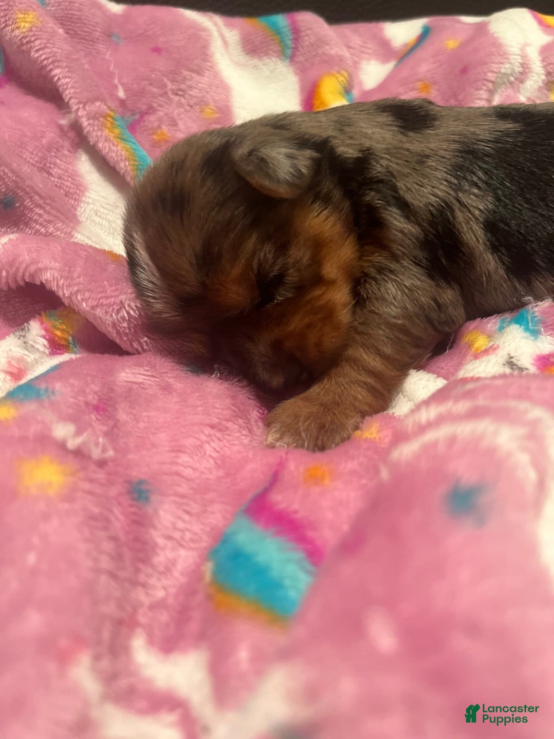 Yorkshire Terrier dogs for sale: Patty - Image 3