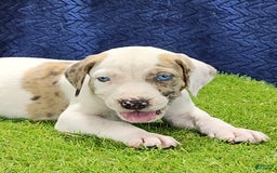 Catahoula Leopard Dog dogs for sale: Duchess 2025 Male 4 - Image 9